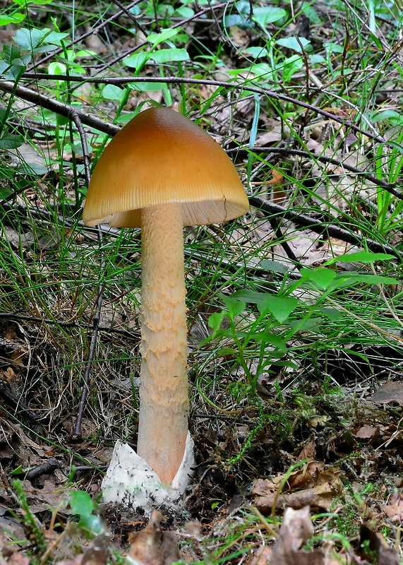 muchotrávka oranžová Amanita crocea (Quél.) Singer