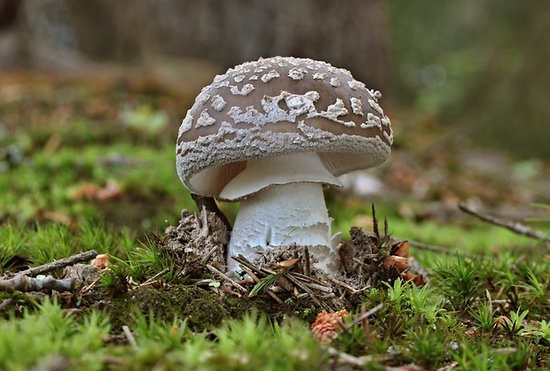 muchotrávka hrubá Amanita excelsa (Fr.) Bertill.