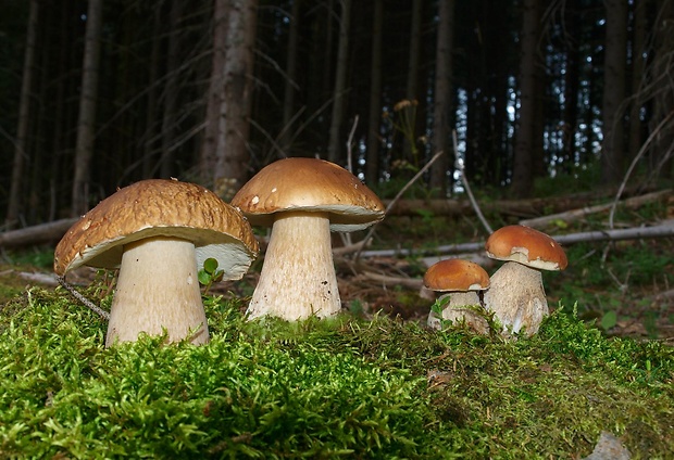 hríb smrekový Boletus edulis Bull.