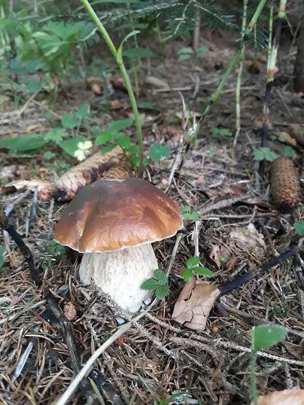 hríb smrekový Boletus edulis Bull.