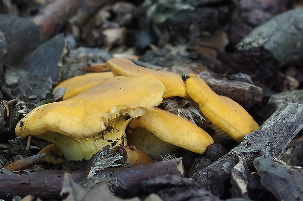 kuriatko jedlé Cantharellus cibarius Fr.