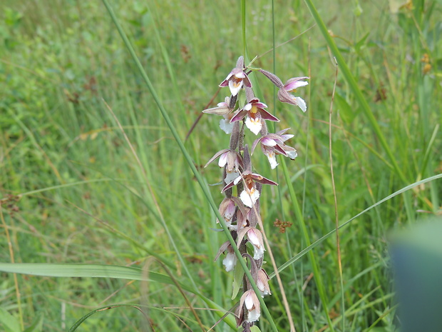 kruštík močiarny Epipactis palustris (L.) Crantz