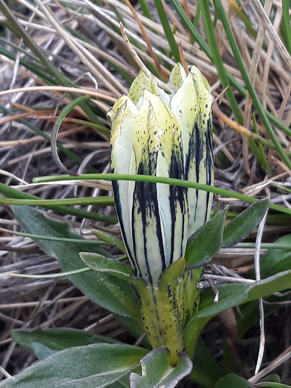 horec ľadový Gentiana frigida Haenke