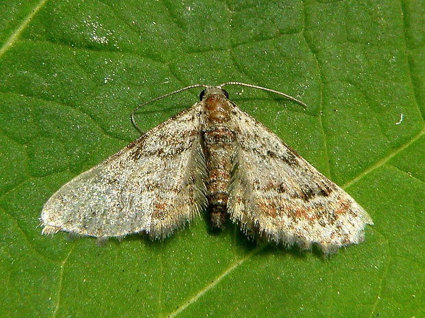 kvetnatka malá  Gymnoscelis rufifasciata