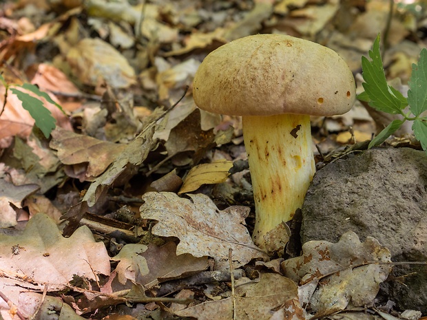 hríb plavý Hemileccinum impolitum (Fr.) Šutara