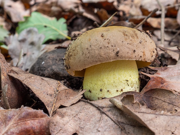 hríb plavý Hemileccinum impolitum (Fr.) Šutara