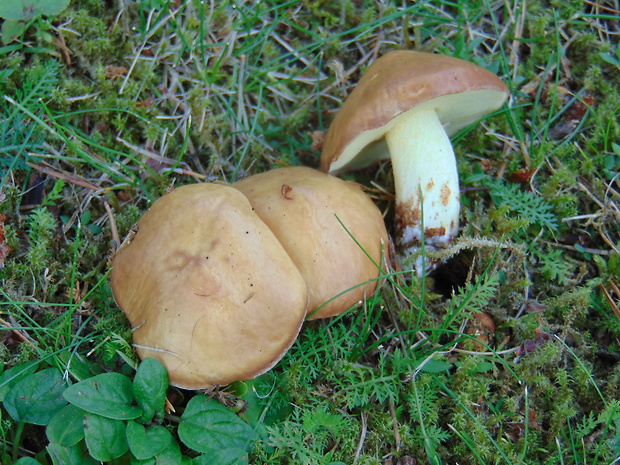 masliak zrnitý Suillus granulatus (L.) Roussel