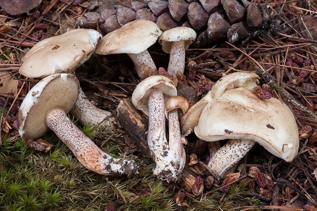 masliak biely Suillus placidus (Bonord.) Singer