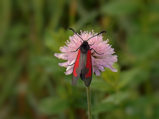 vretienka hrachorová  Zygaena osterodensis