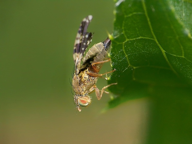 vrtivka  Tephritis matricariae