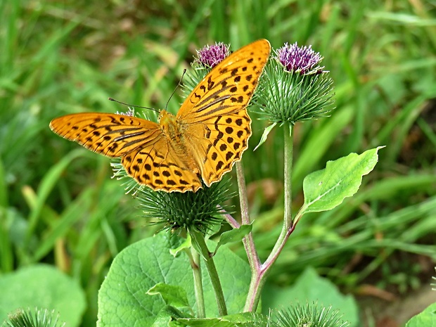 perlovec striebristopásavý-perleťovec stríbropásek Argynnis paphia