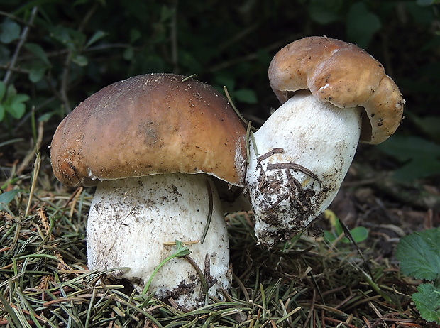 hríb smrekový Boletus edulis Bull.