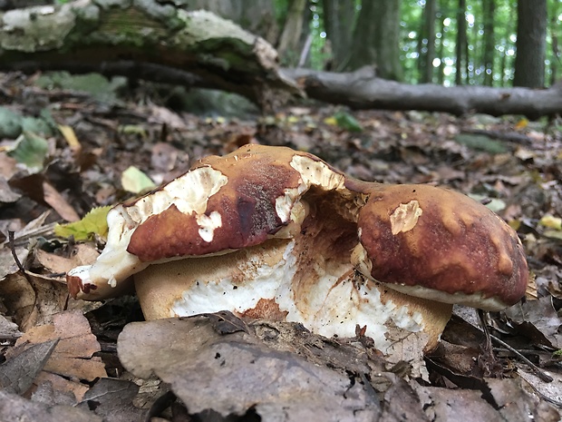 hríb sosnový Boletus pinophilus Pil. et Dermek in Pil.