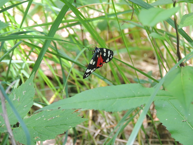 spriadač hluchavkový Callimorpha dominula