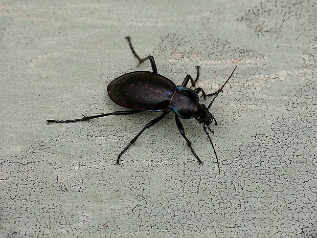 bystruška fialová Carabus violaceus