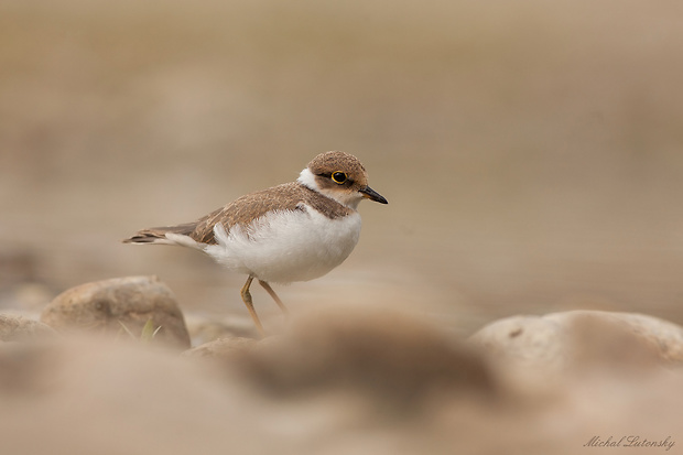 kulík riečny Charadrius dubius