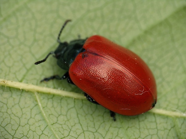 liskavka topoľová Chrysomela populi