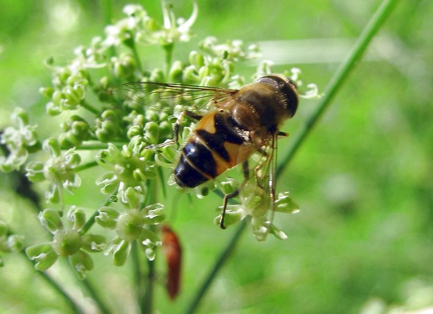 trúdovka obyčajná Eristalis tenax L., 1758