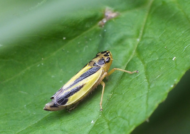 cikádka žltočierna Evacanthus interruptus  Linnaeus, 1758