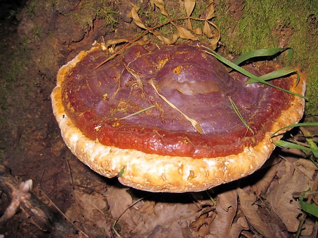 lesklokôrovka živicovitá Ganoderma resinaceum Boud.