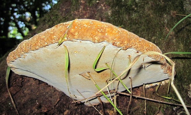 lesklokôrovka živicovitá Ganoderma resinaceum Boud.