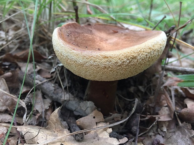 hríbnik gaštanovohnedý Gyroporus castaneus (Bull.) Quél.