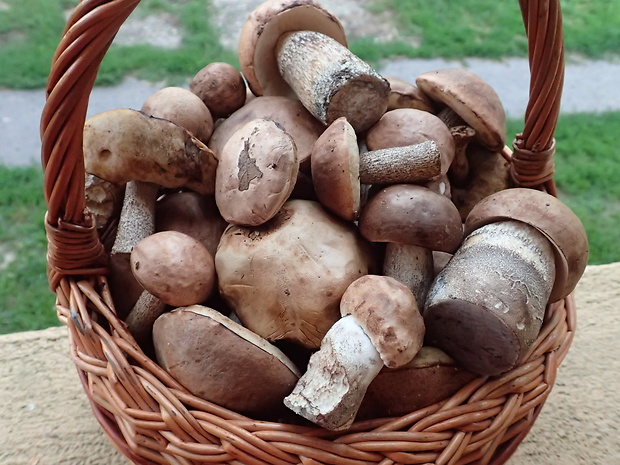 kozák topoľový Leccinum duriusculum (Schulzer ex Kalchbr.) Singer