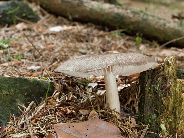 povraznica širokolupeňová Megacollybia platyphylla (Pers.) Kotl. & Pouzar