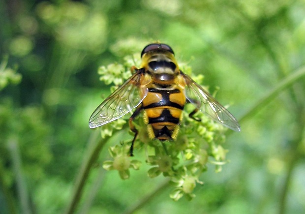 trúdovka kvetinová Myathropa florea Linnaeus, 1758