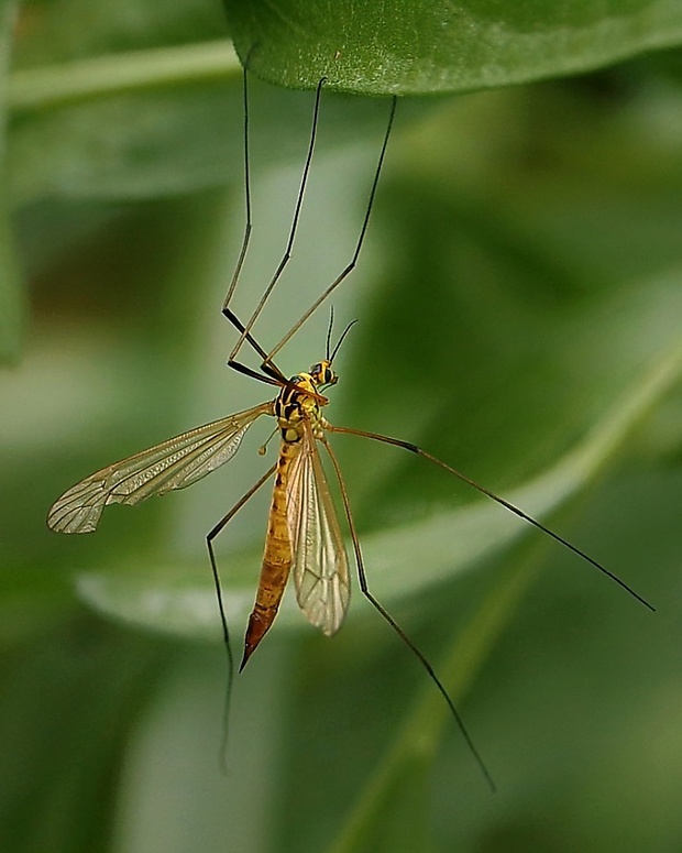 tipuľa Nephrotoma appendiculata