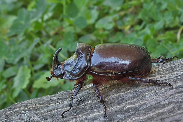 nosorožtek obyčajný Oryctes nasicornis