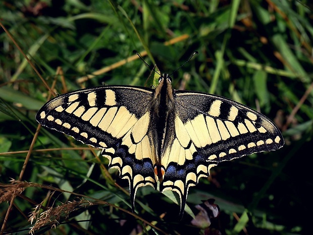 vidlochvost feniklový (sk) / otakárek fenyklový (cz) Papilio machaon Linnaeus, 1758