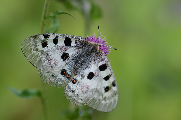 jasoň červenooký Parnassius apollo