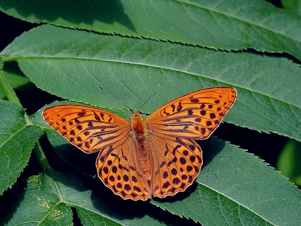 perlovec striebristopásavý (sk) / perleťovec stříbropásek (cz) Argynnis paphia Linaeus,1758