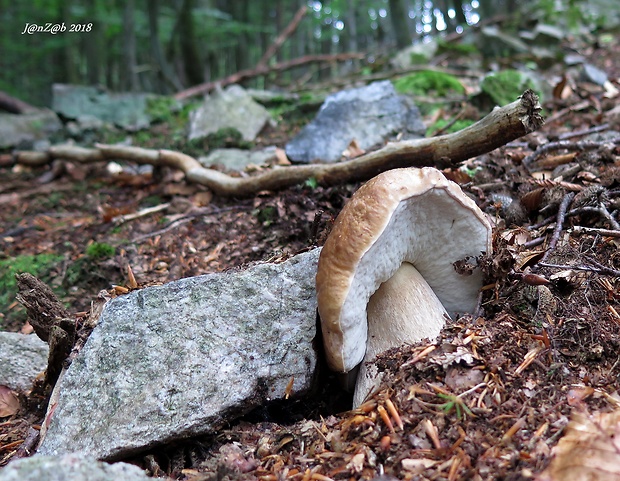 hríb smrekový Boletus edulis Bull.