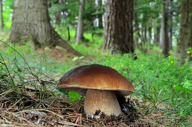 hríb smrekový Boletus edulis Bull.