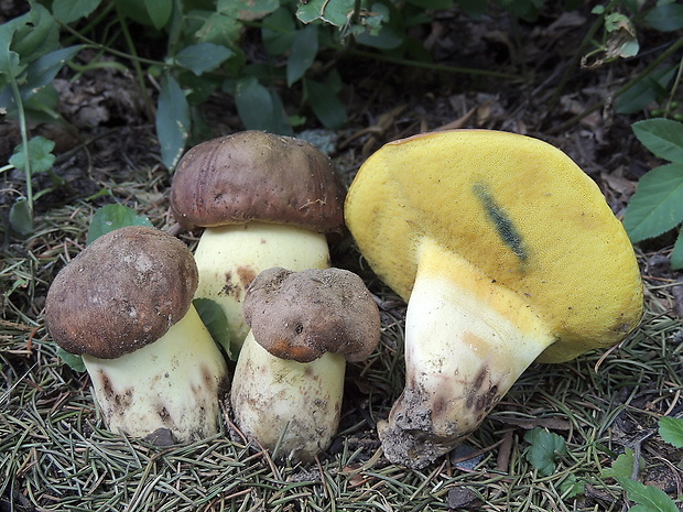 hríb príveskatý Butyriboletus appendiculatus (Schaeff. ex Fr.) Secr.