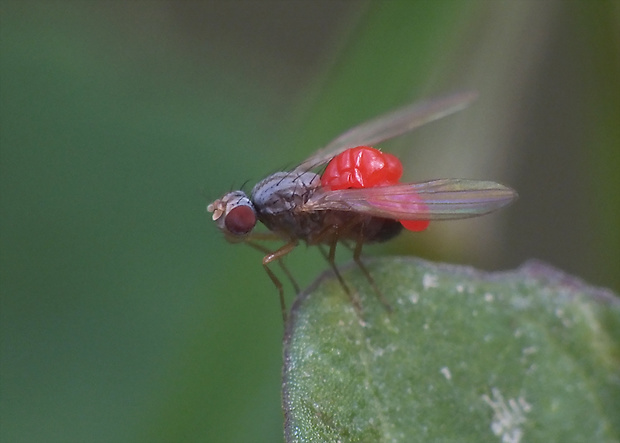 drobnička Coenosia mollicula