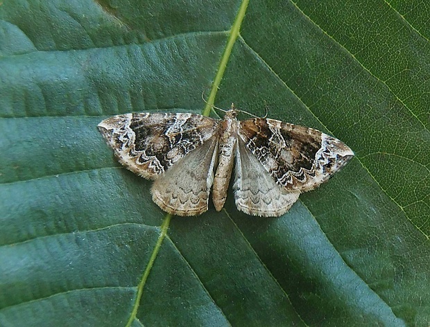 piadivka slivková   /   píďalka švestková Eulithis prunata