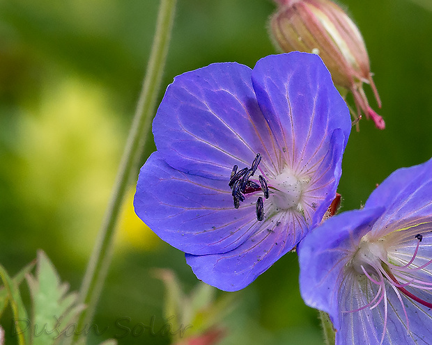 pakost lúčny Geranium pratense L.