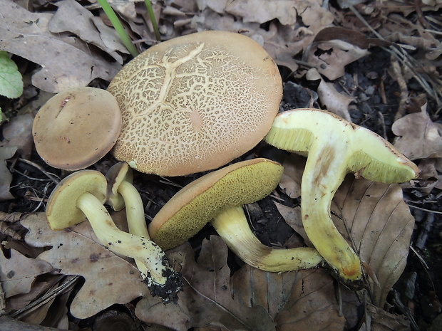 suchohríb Engelov Hortiboletus engelii (Hlaváček) Biketova & Wasser