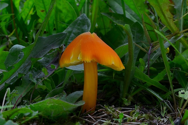 lúčnica Hygrocybe sp.