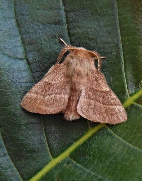 priadkovec obrúčkatý   /   bourovec prsténčitý Malacosoma neustria