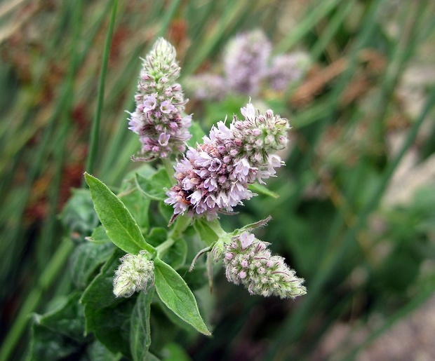 mäta dlholistá Mentha longifolia (L.) L.