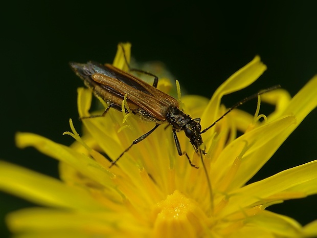 stehnáč Oedemera femorata