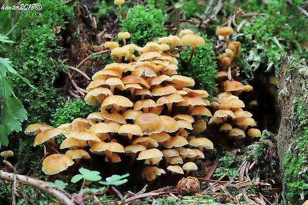 tanečnička zvončekovitá Xeromphalina campanella (Batsch) Maire