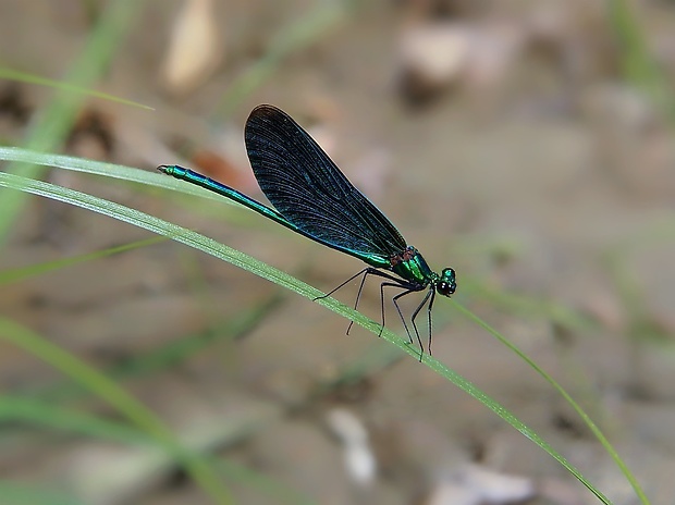 hadovka obyčajná   Calopteryx virgo