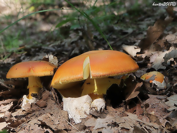 muchotrávka cisárska Amanita caesarea (Scop.) Pers.