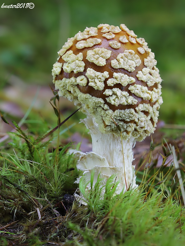 muchotrávka kráľovská Amanita regalis (Fr.) Michael