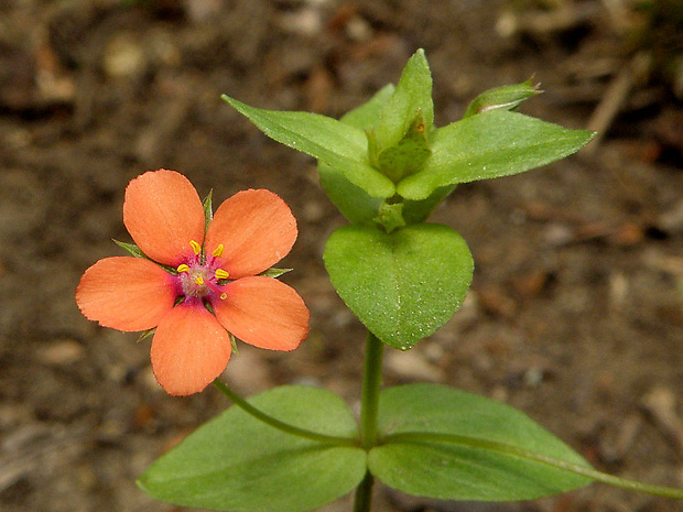 drchnička roľná Anagallis arvensis L.